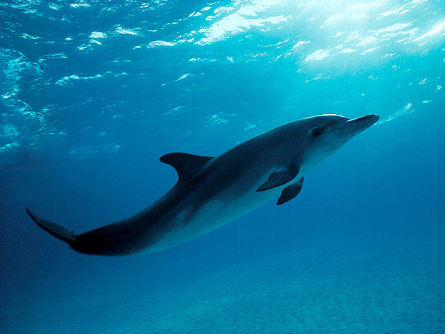 Dolphin